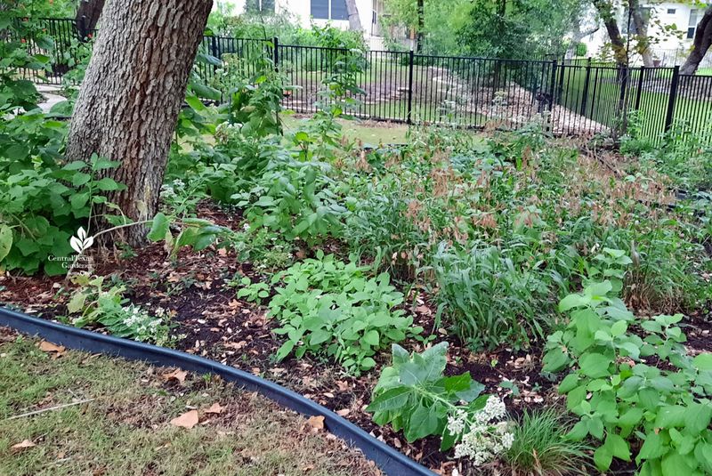 Choose habitat plants for your particular Texas site