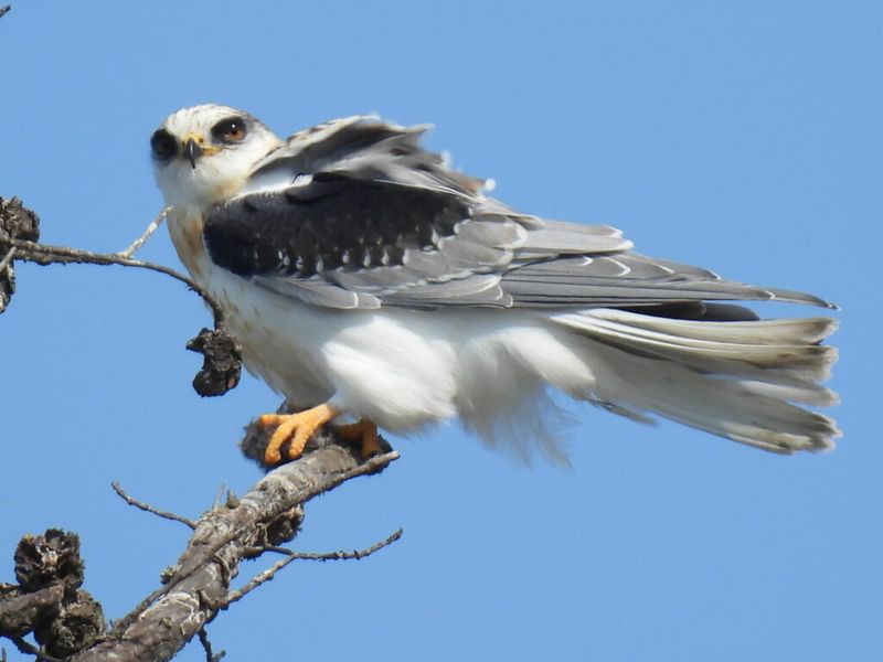 Choose habitat support, not a pest-control promise
