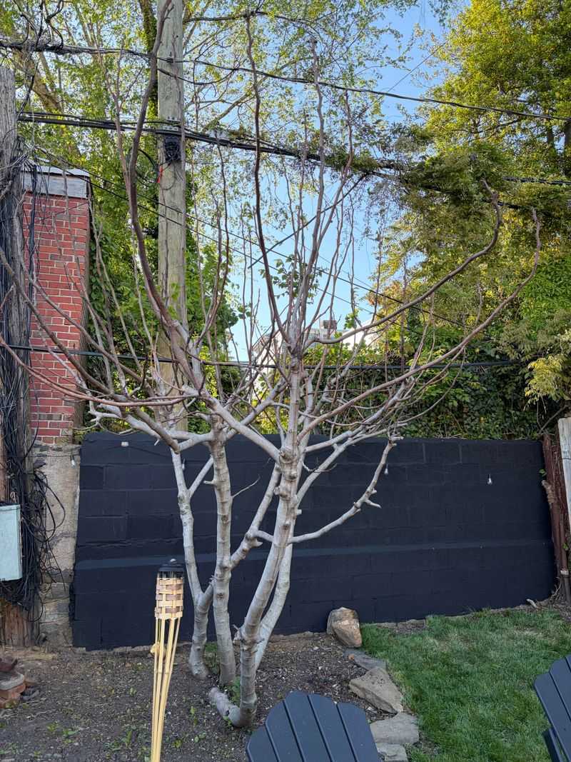 Choose healthy, dormant wood