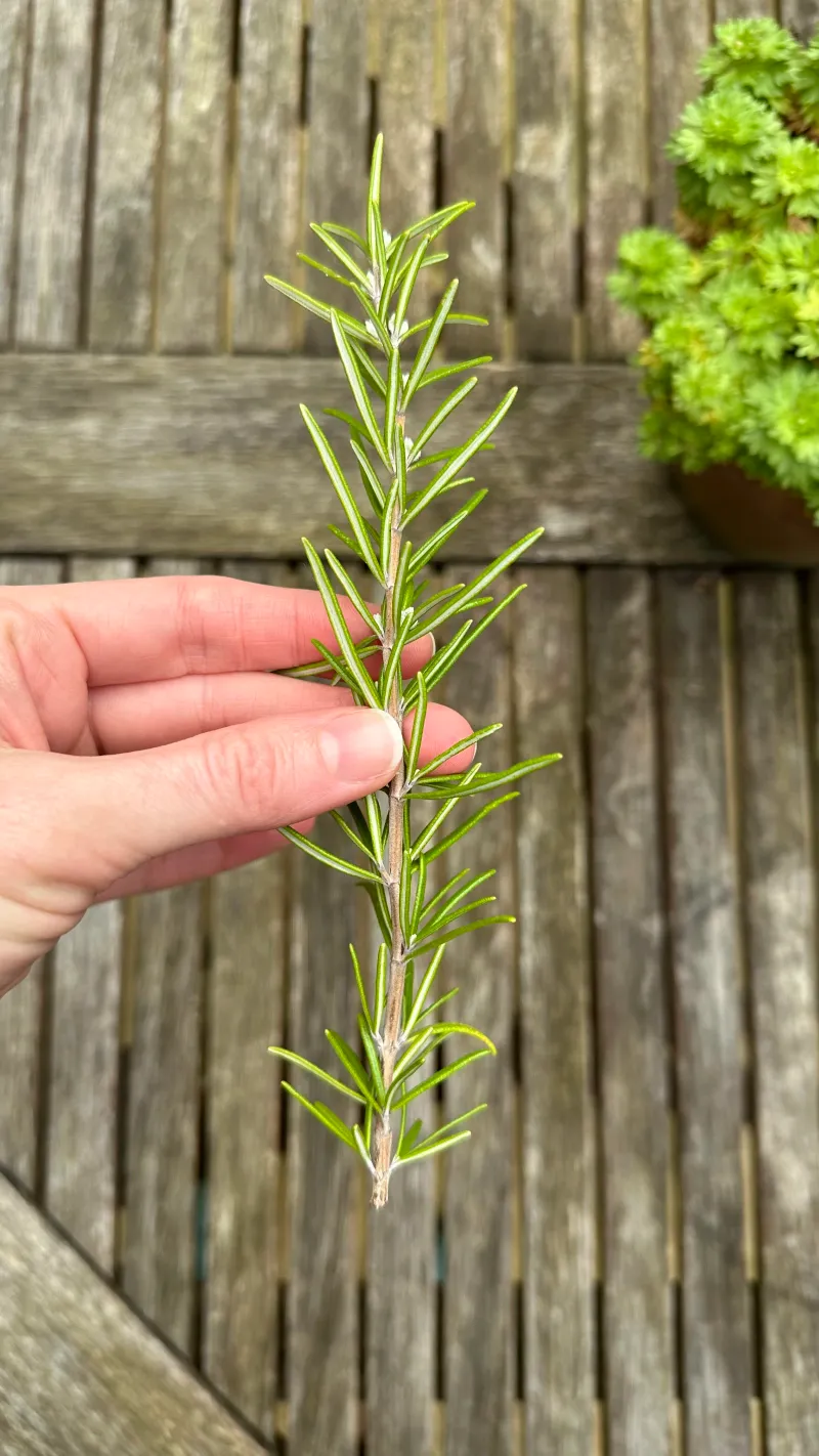 Choose healthy shoots and spare the parent plant Choose healthy shoots and spare the parent plant