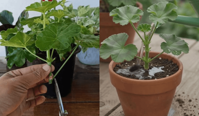 Choose healthy stem tips and prepare them carefully