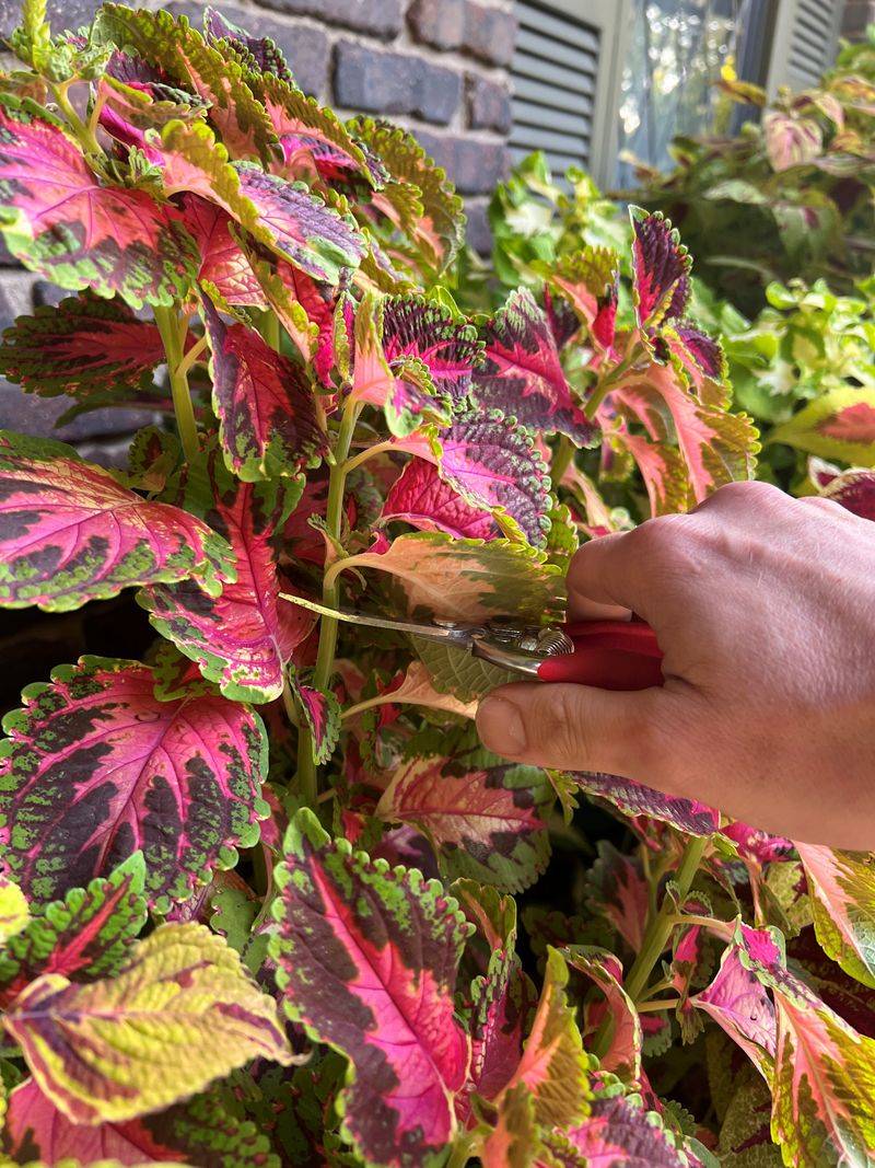 Choose healthy stems before you make the cut