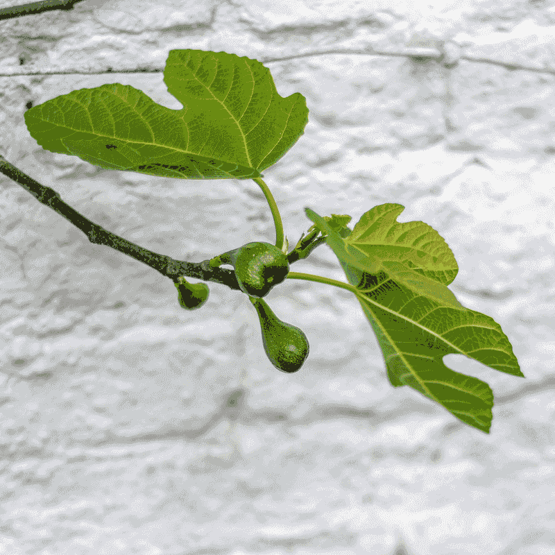 Choose healthy wood without sacrificing the next crop
