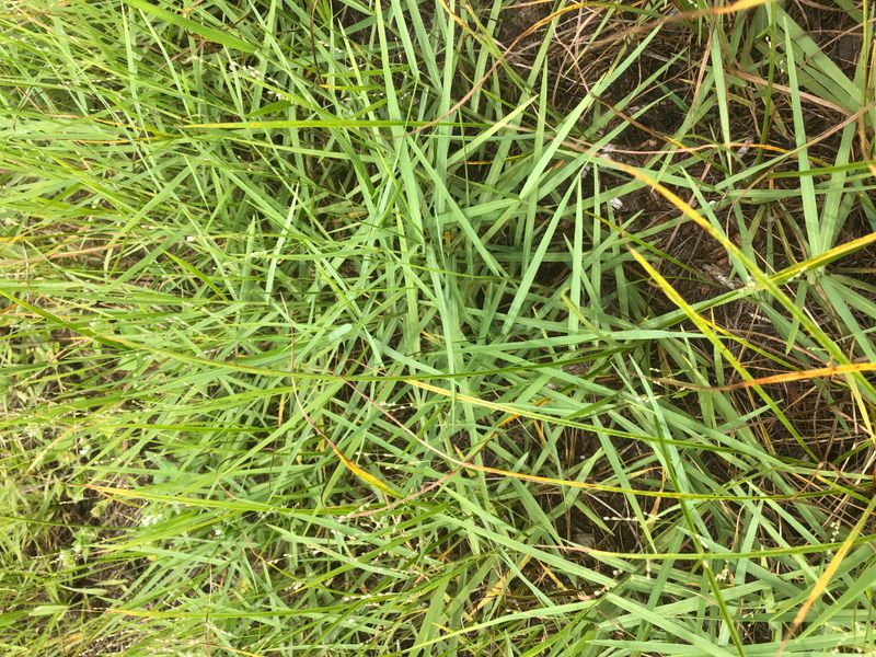 Choose herbicide around the plants you want to keep Choose herbicide around the plants you want to keep