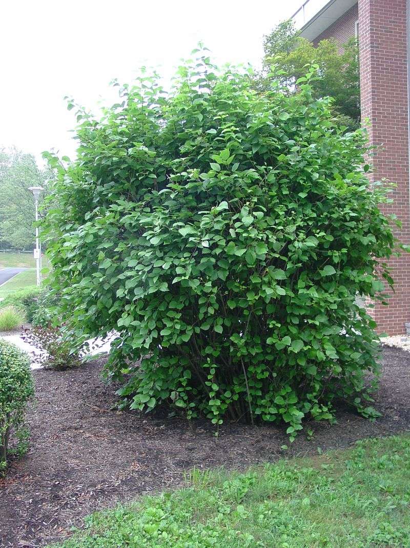 Choose it for a seasonal screen and a possible bird-food crop