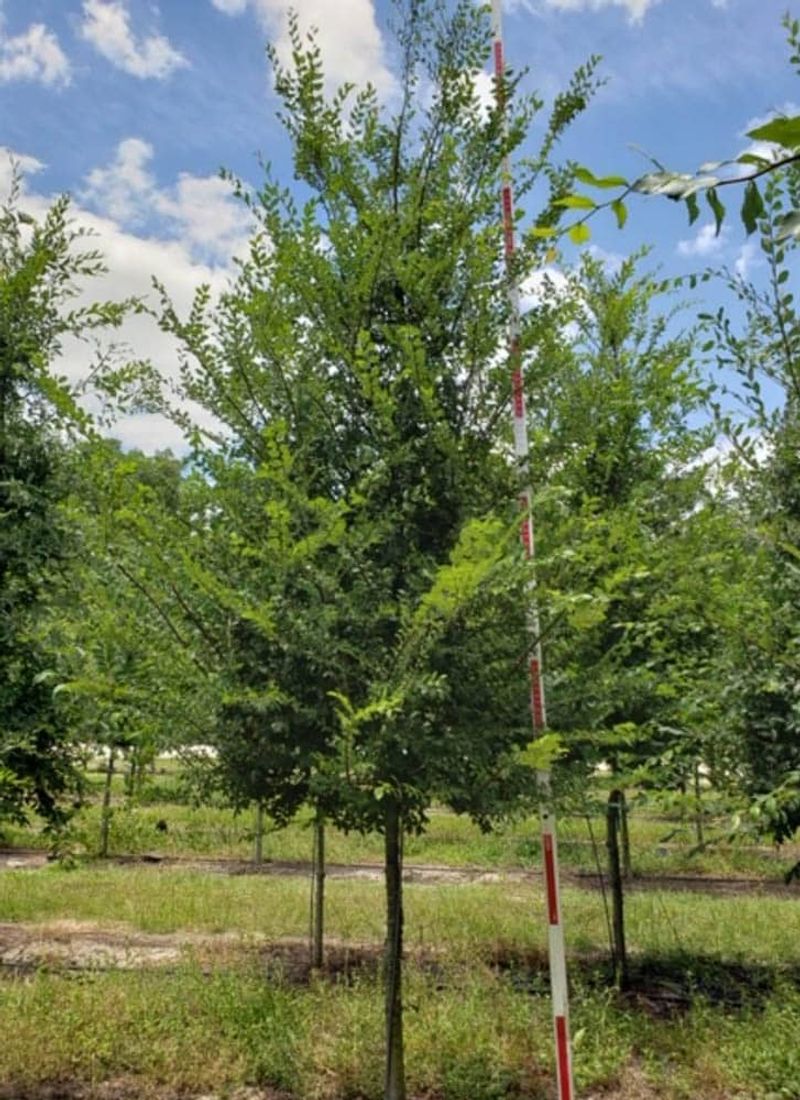 Choose it only if its trade-offs fit your yard