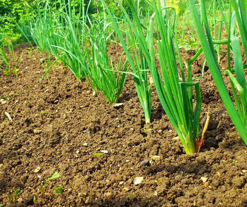 Choose locally recommended varieties and planting dates
