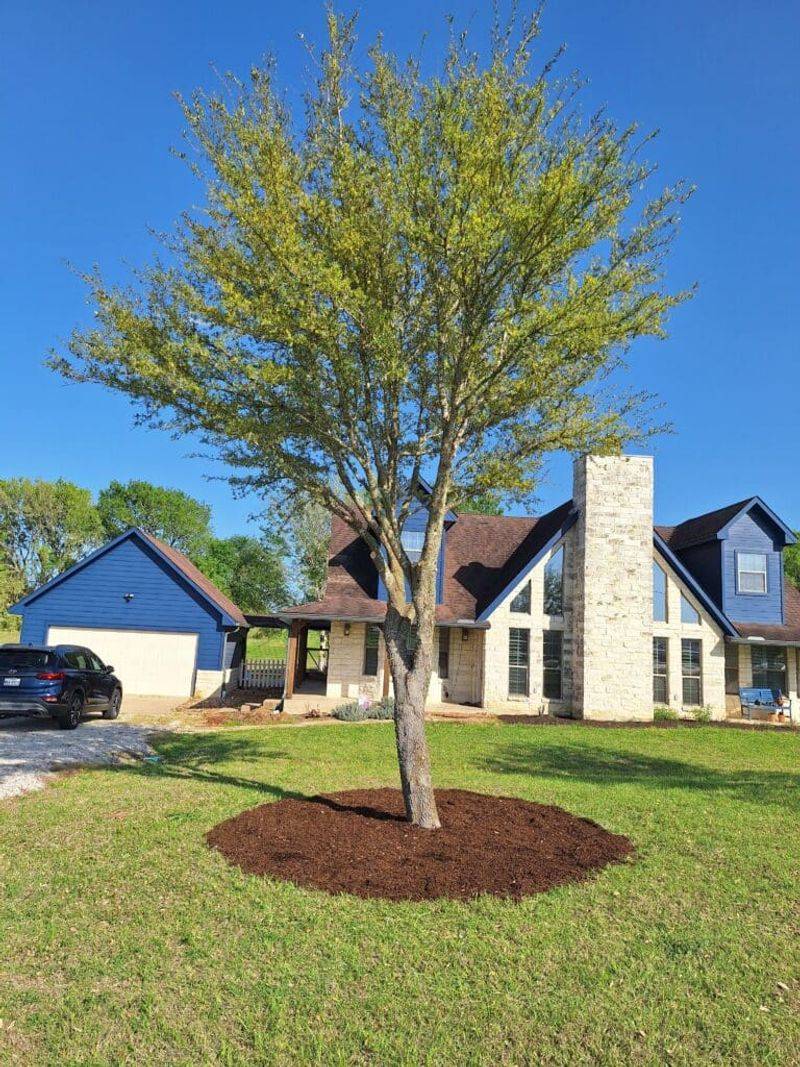 Choose mulch when dense shade limits groundcover Choose mulch when dense shade limits groundcover