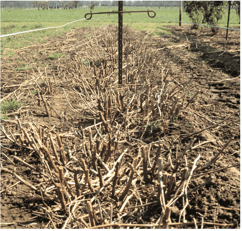 Choose one fall crop or two seasonal crops