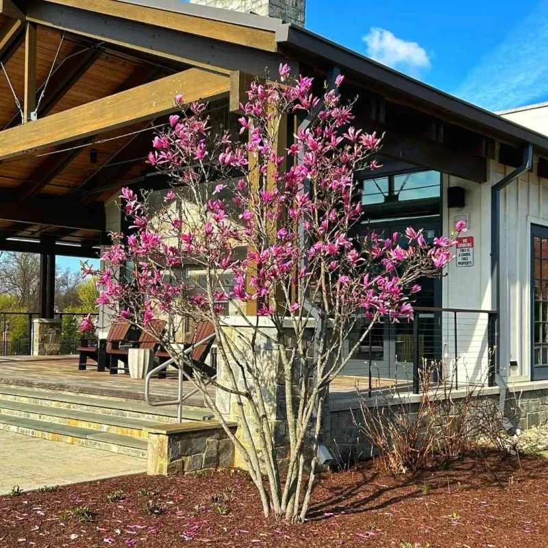 Choose planting spaces and root work carefully Choose planting spaces and root work carefully
