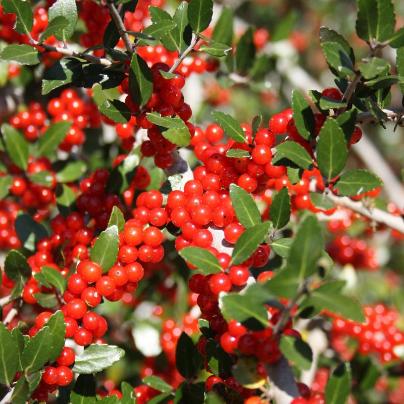 Choose plants for the screen and berry goals you have