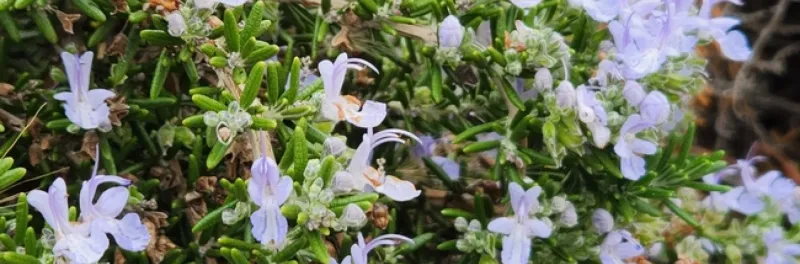 Choose pruning time by local bloom and frost risk