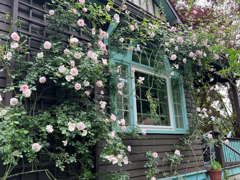 Choose pruning timing by rose type, too