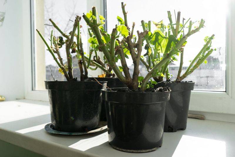 Choose pruning timing to match the overwintering plan Choose pruning timing to match the overwintering plan