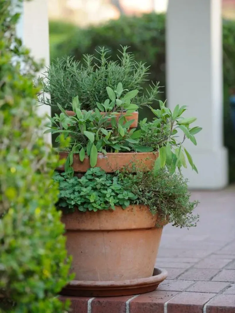 Choose rosemary for the benefits it can provide