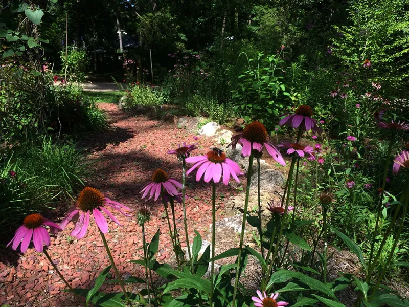 Choose seed-bearing plants selectively Choose seed-bearing plants selectively
