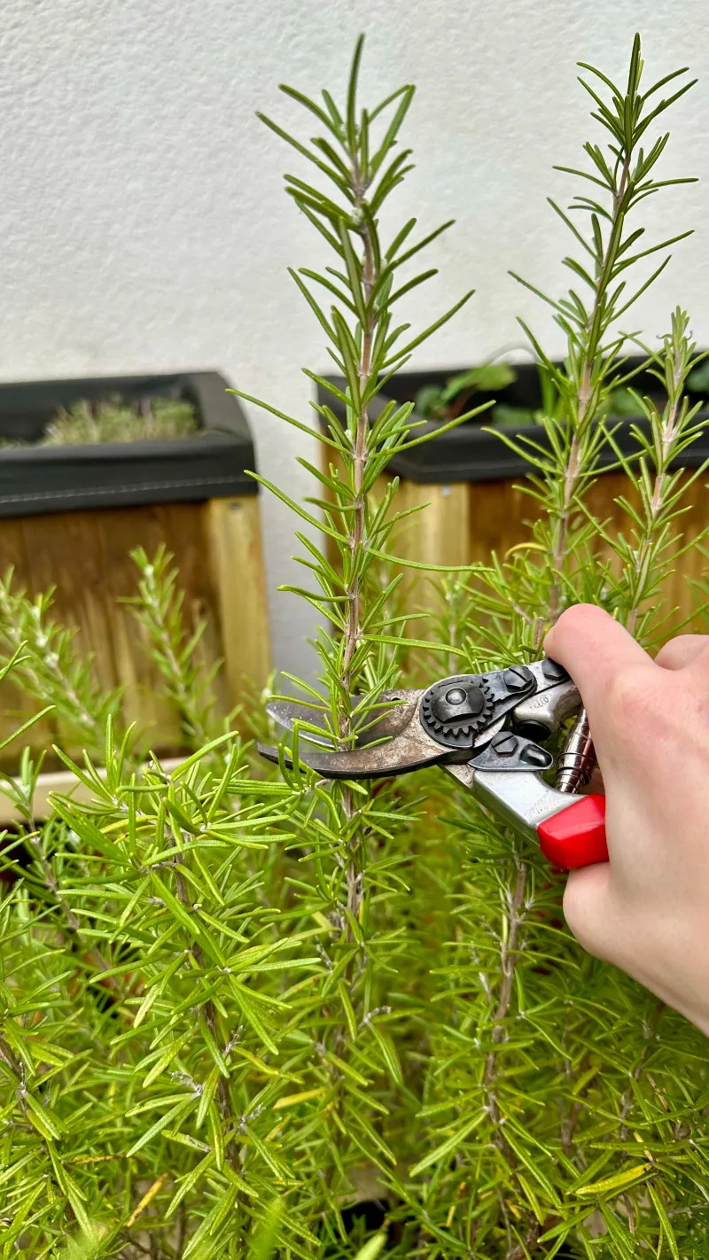 Choose the Healthiest Stems Choose the Healthiest Stems