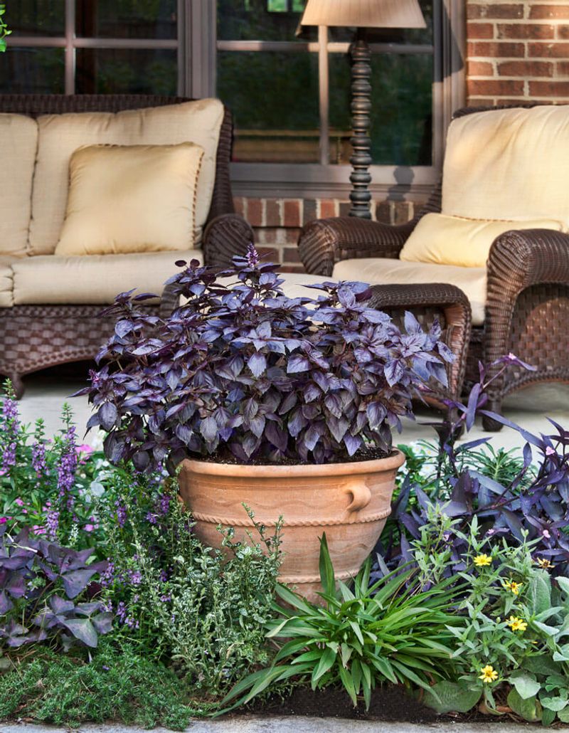 Choose the Pot and Growing Spot