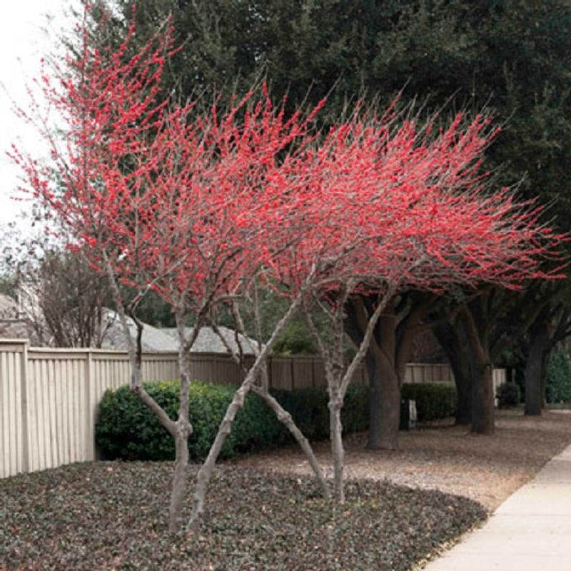 Choose the Replacement That Fits Your Yard