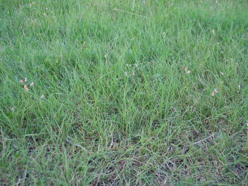 Choose the grass for the yard you have Choose the grass for the yard you have