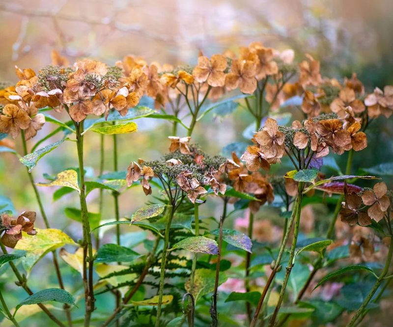 Choose the low-risk step before frost