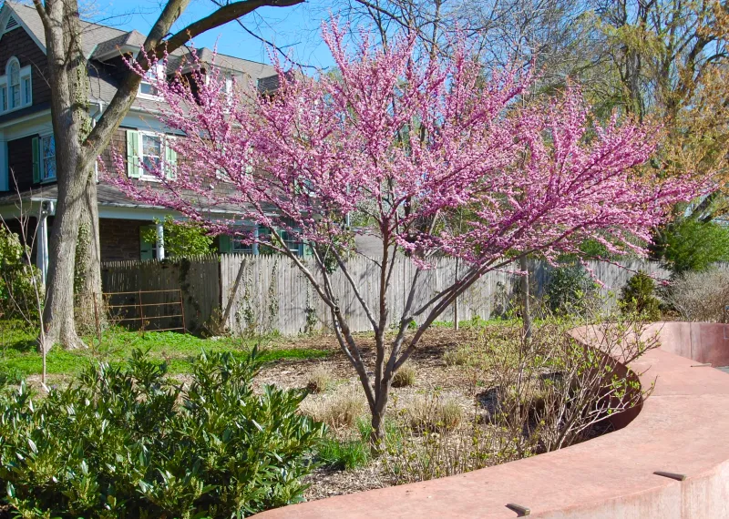 Choose the redbud’s form and plant it for its actual site