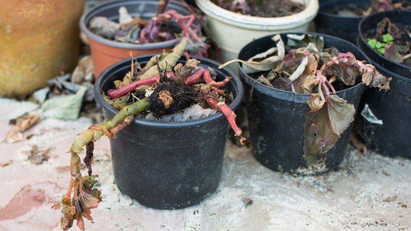 Choose the winter plan that fits your begonia