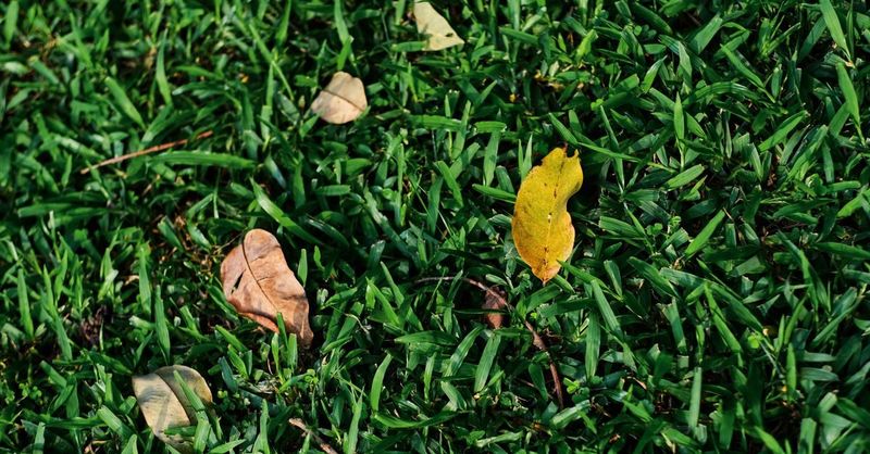 Choose timing by grass type and active growth