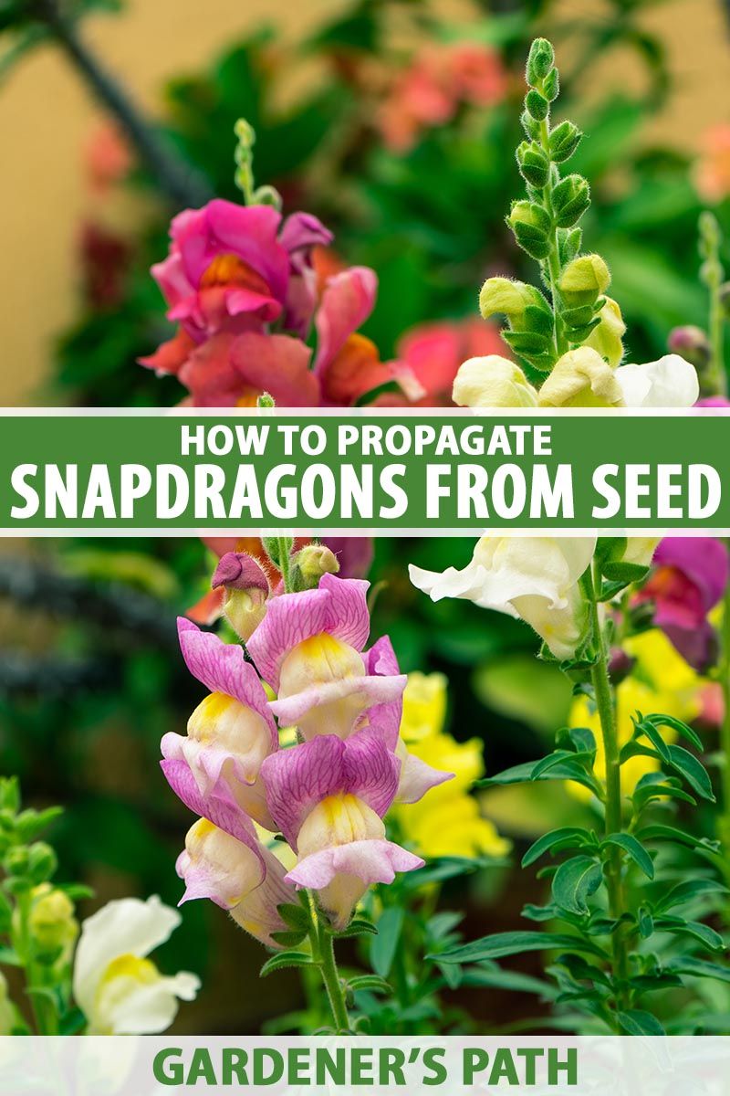 Choose transplants for near-term color