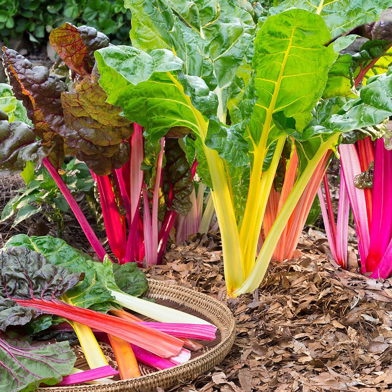 Choose usable leaves from the outside in