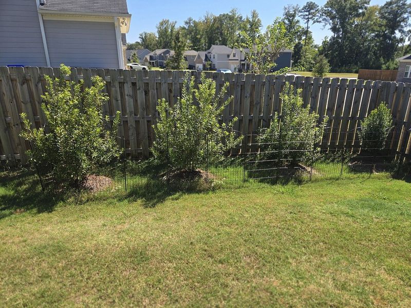 Choose wax myrtle only when the site fits Choose wax myrtle only when the site fits