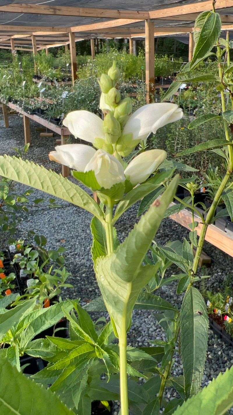 Choose white turtlehead for a North Carolina native planting