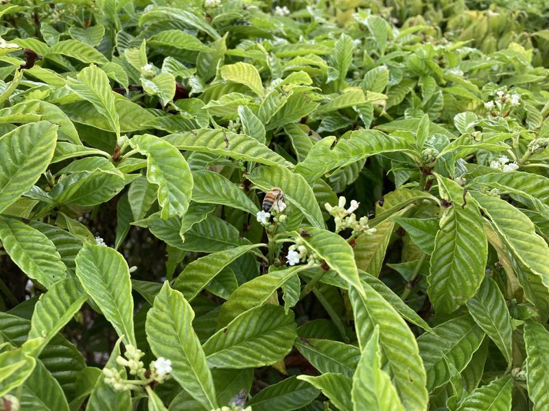Choose wild coffee for a suitable shaded screen, not an identical swap