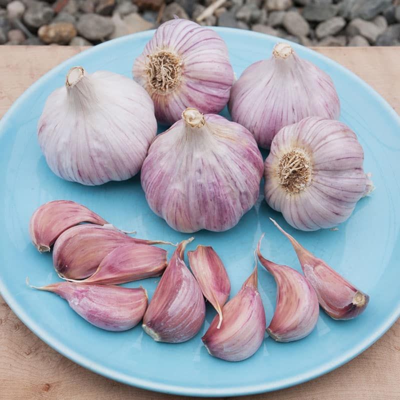 Choosing the Wrong Garlic Type for the South