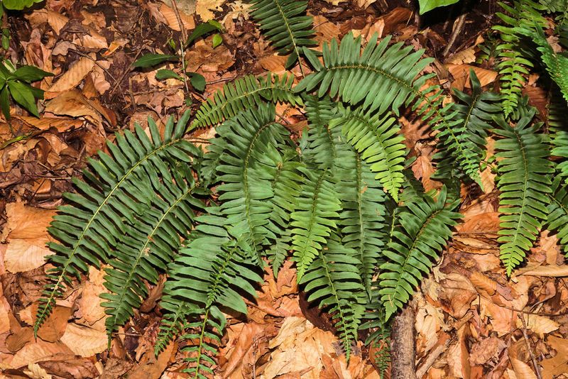 Christmas Fern Christmas Fern