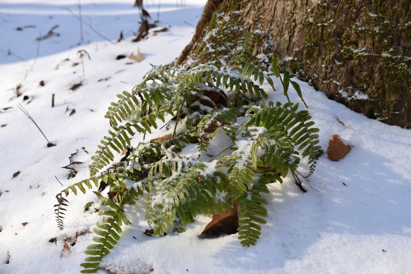 Christmas Fern Christmas Fern