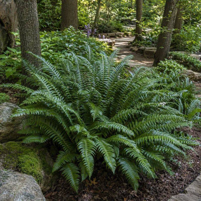 Christmas Fern (Polystichum acrostichoides)