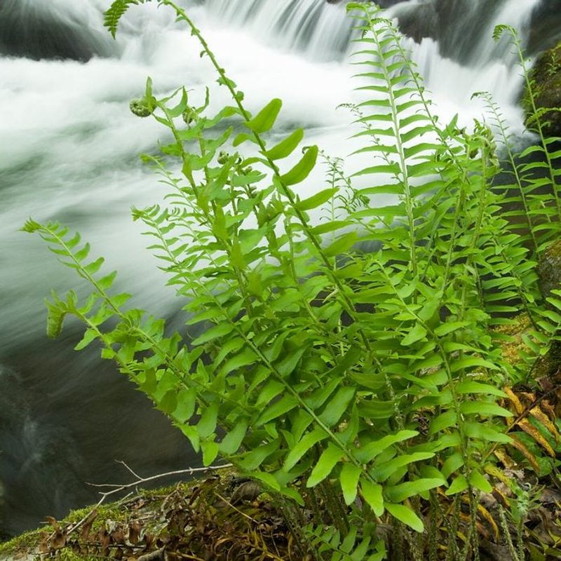 Christmas Fern