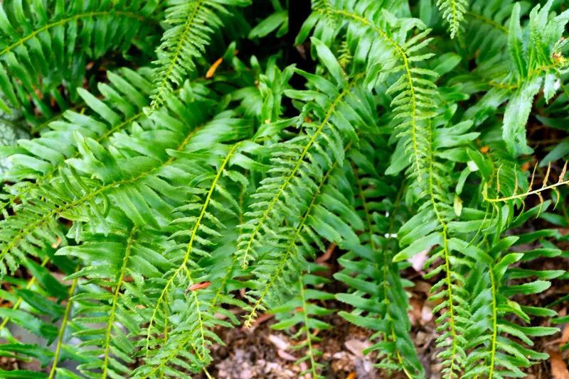 Christmas Fern