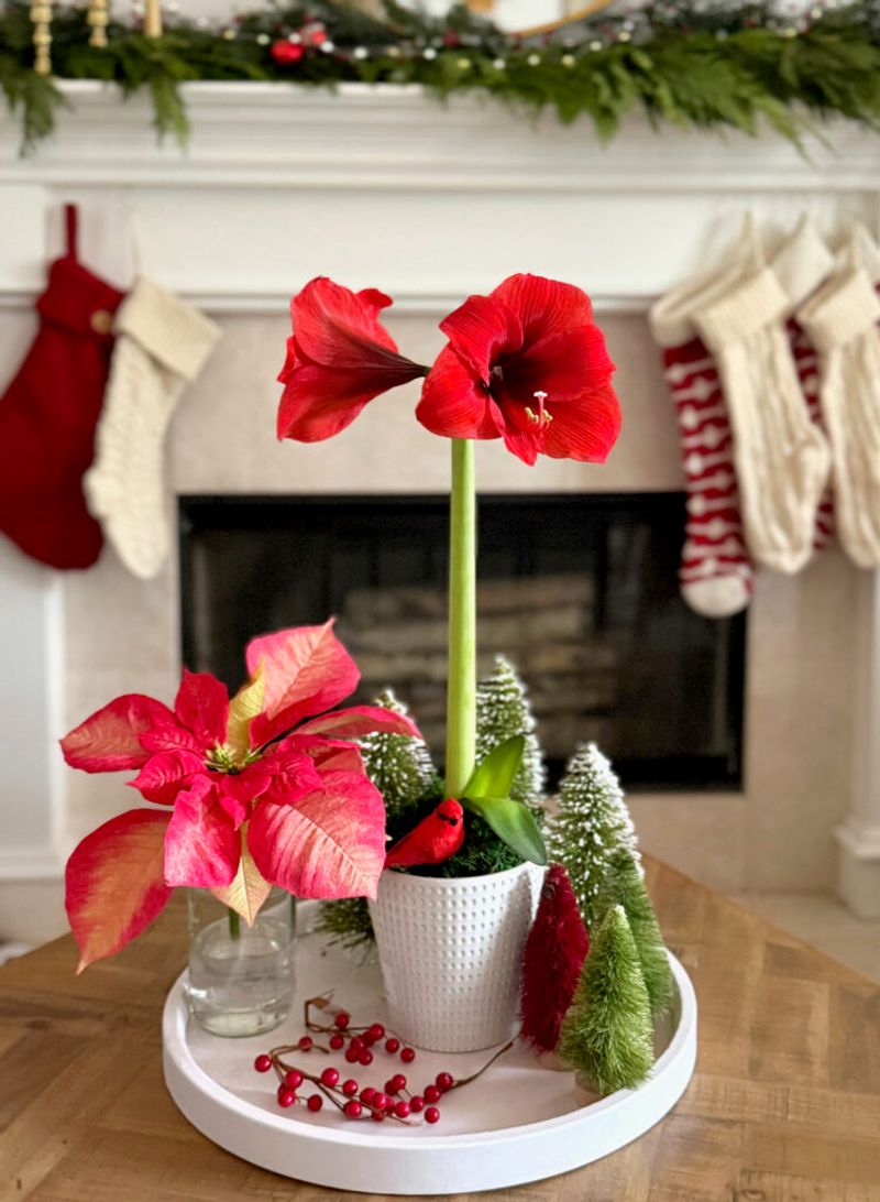 Christmas bloom timing depends on the bulb Christmas bloom timing depends on the bulb
