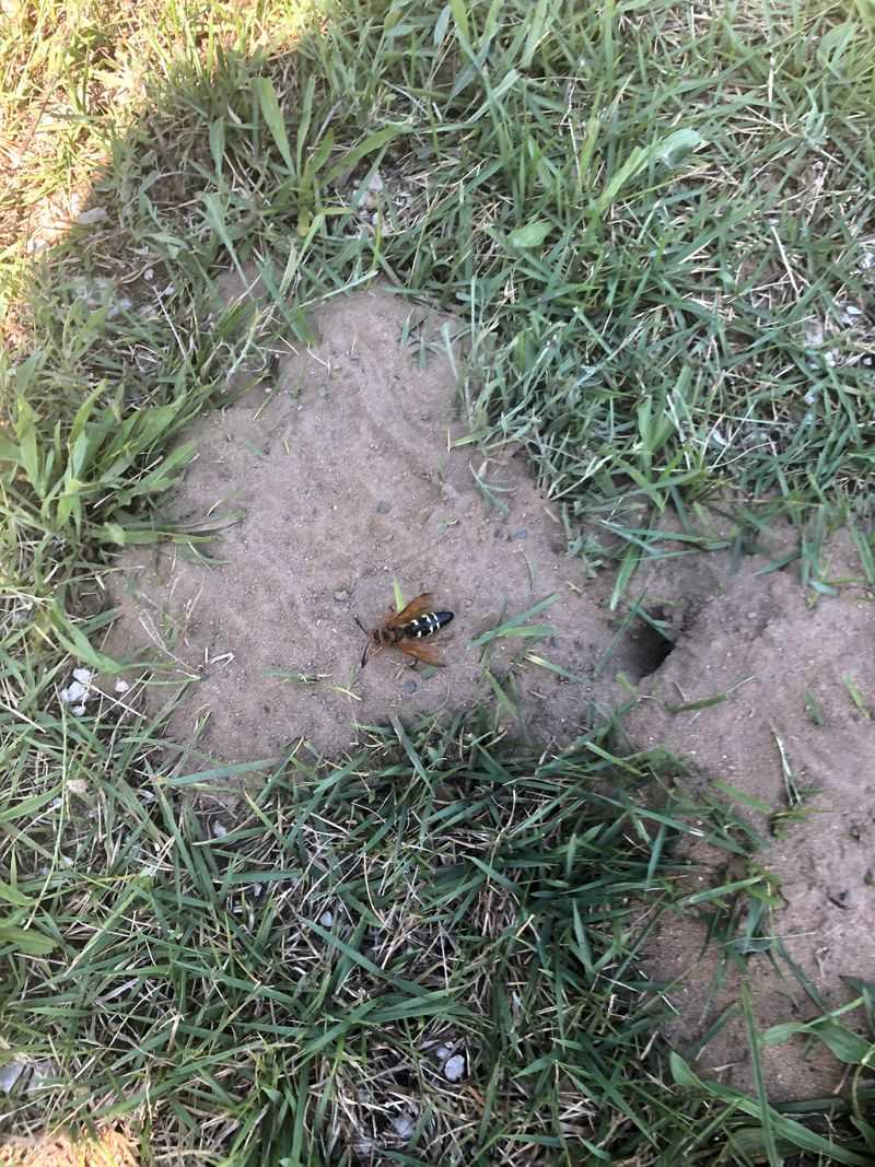 Cicada killers provision their young with cicadas Cicada killers provision their young with cicadas