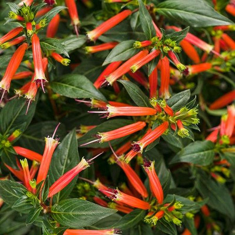 Cigar Plant (Cuphea ignea)