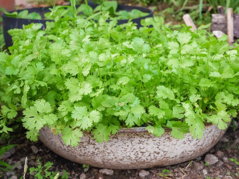 Cilantro