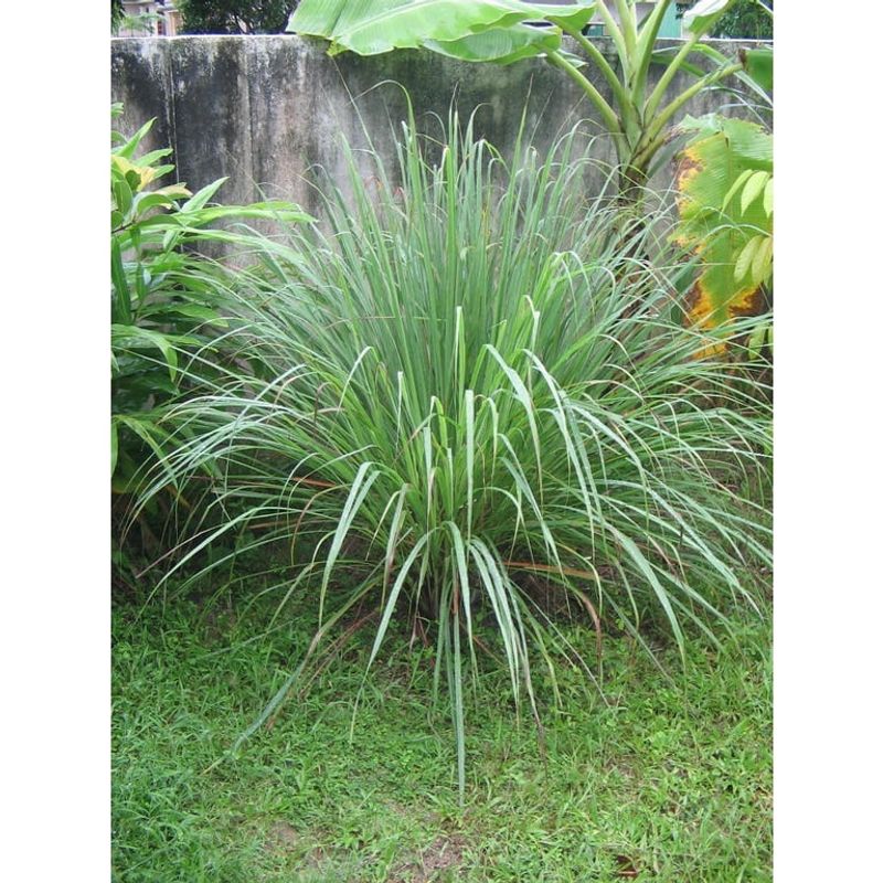 Citronella Grass Citronella Grass