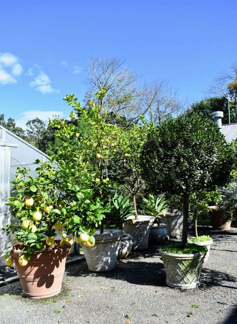 Citrus Trees