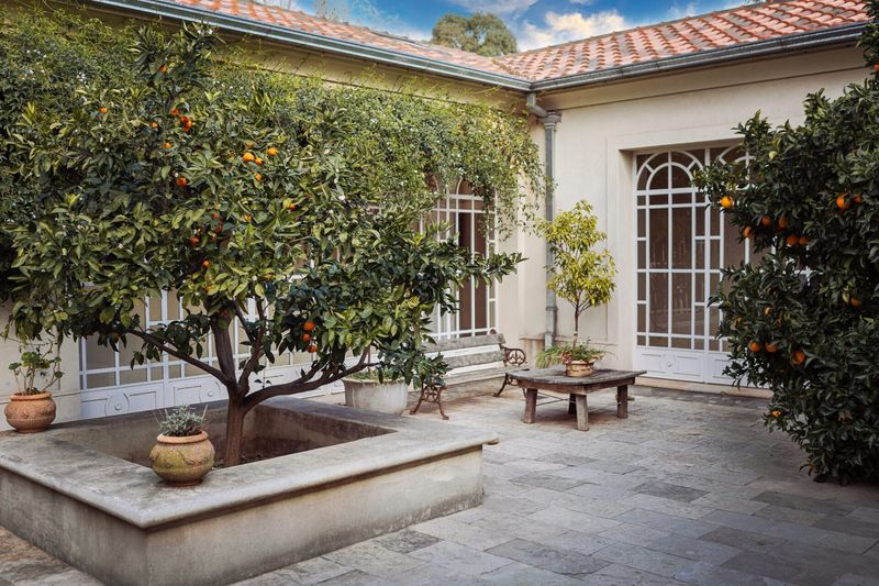 Citrus Trees