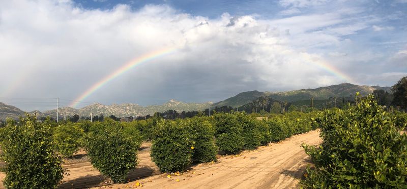 Citrus Variety Collection at UC Riverside