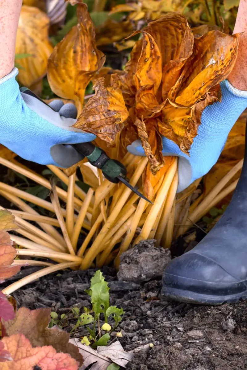 Clean Up Dead Foliage to Cut Down Slugs and Disease Clean Up Dead Foliage to Cut Down Slugs and Disease