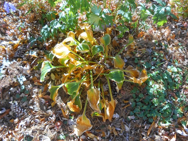 Clean Up Debris in Fall and Winter Clean Up Debris in Fall and Winter