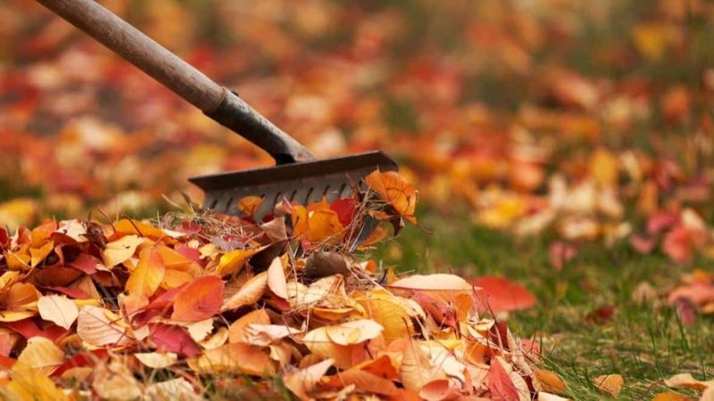 Clean Up Fallen Leaves and Fruit
